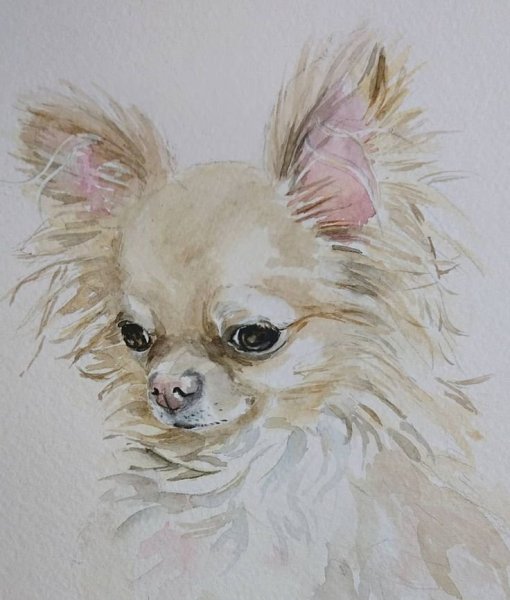 Чихуахуа картины художников