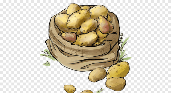 Картофель акварель