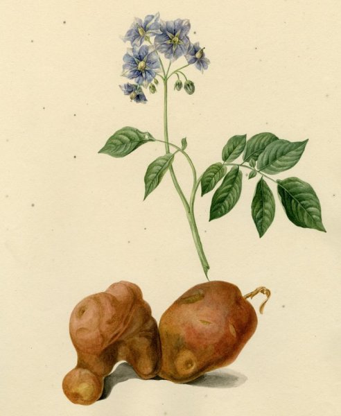 Ван Гог картофель