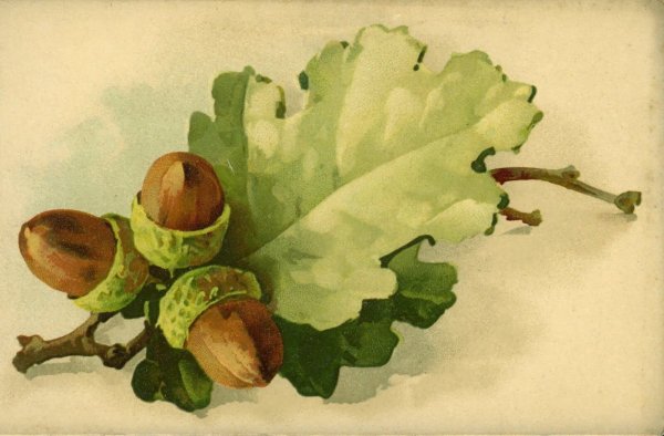 Катарина Кляйн листья