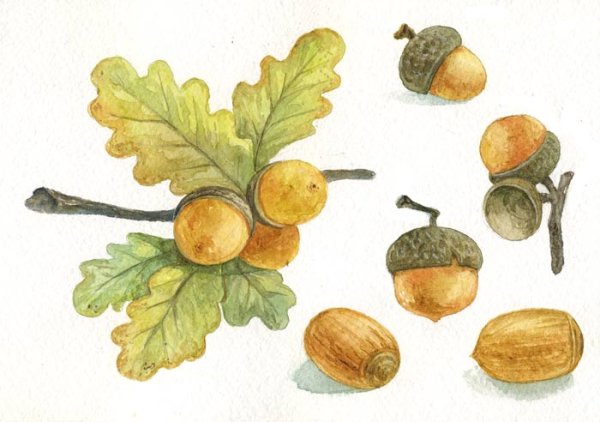 Рисование желуди