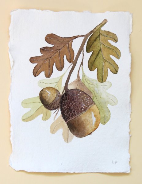 Желудь акварель