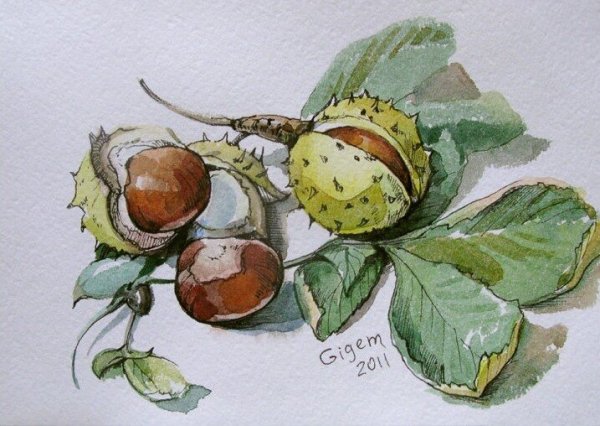 Ветка каштана акварелью