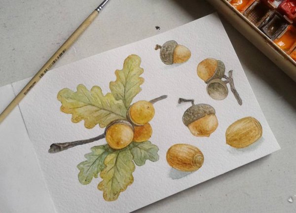 Скетч акварелью желуди