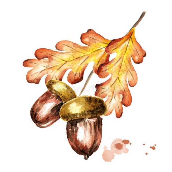 Дубовый лист акварелью
