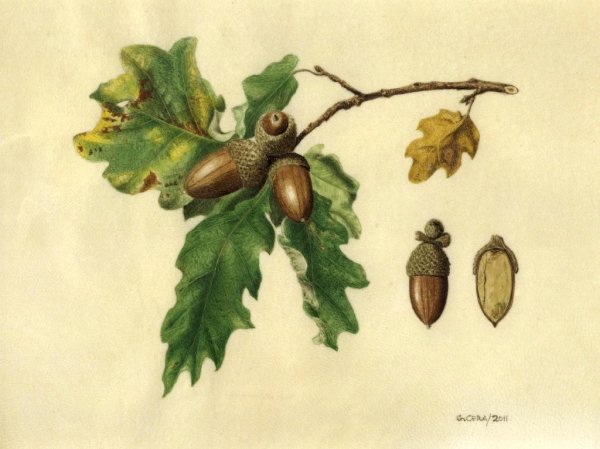 Quercus petraea рисунок