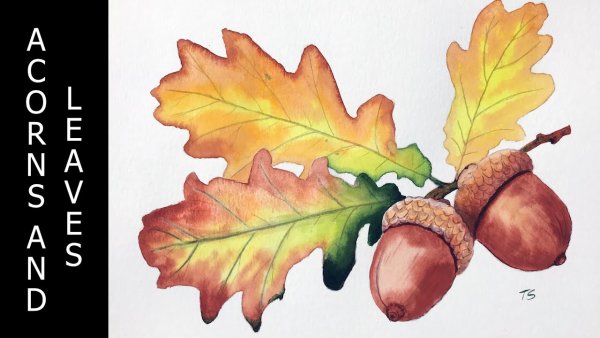 Желудь рисунок акварелью