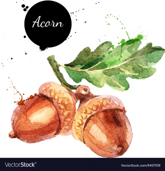 Желудь акварель