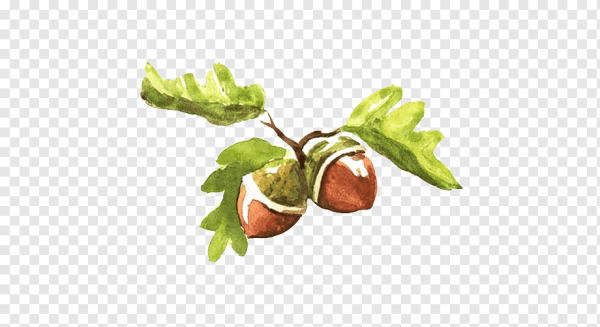 Фундук акварель