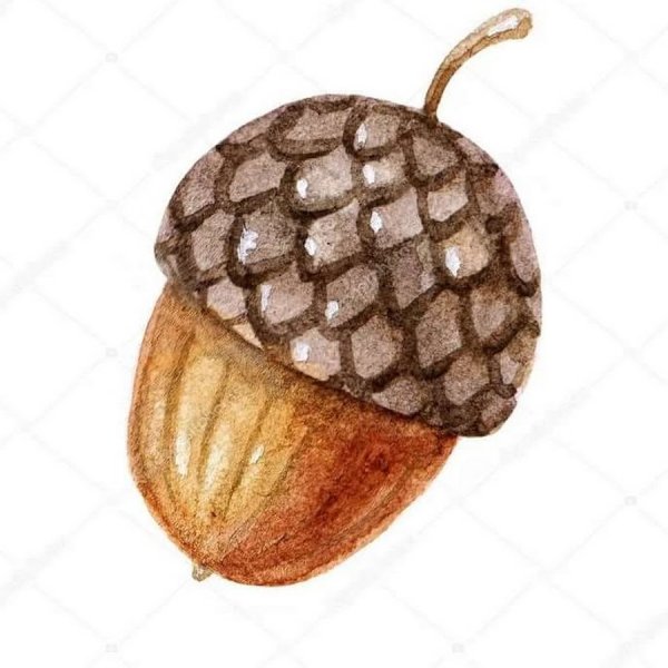 Иллюстрации Акварельные желуди