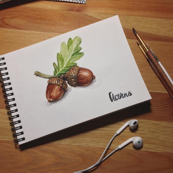 Желудь акварель