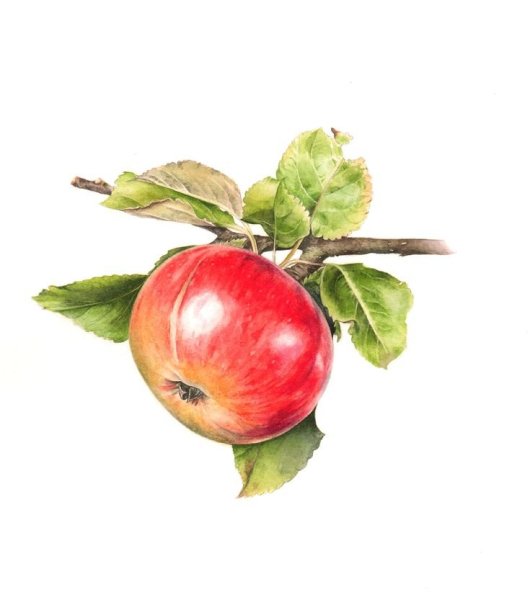 Яблоки на ветке акварель
