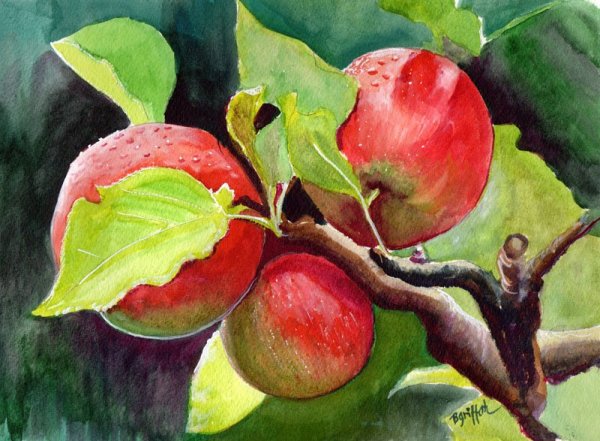 Яблоня гуашью