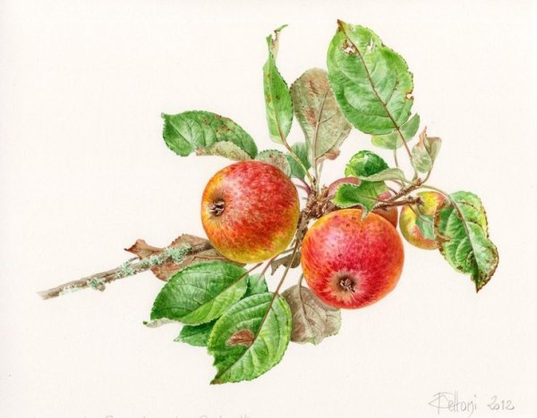 Яблоня Ботаническая иллюстрация