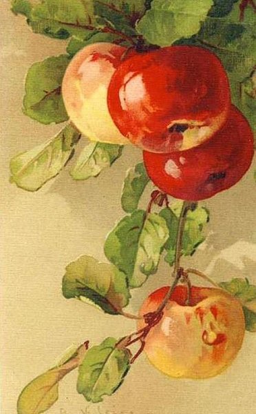 Катарина Кляйн груши