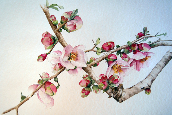 Китайская акварель японская айва