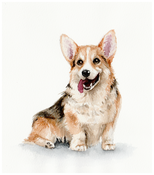 Вельш корги пемброк акварелью