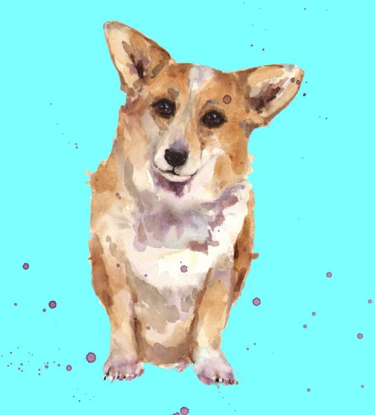 Вельш корги пемброк акварелью