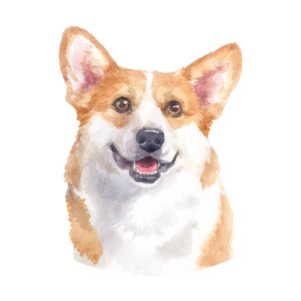 Корги акварелью
