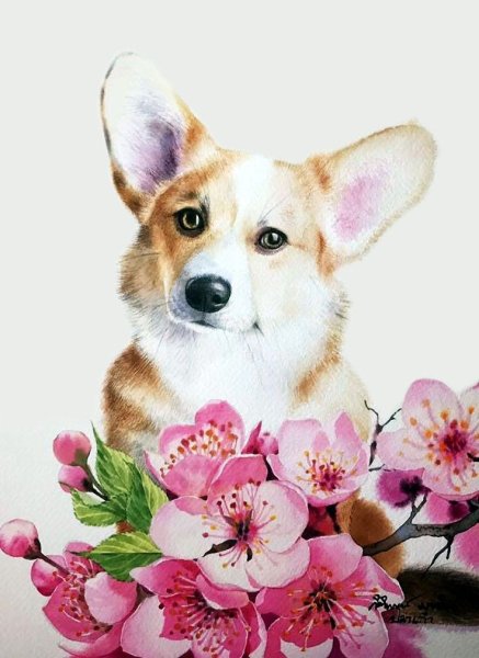 Kitipong Maksin собаки