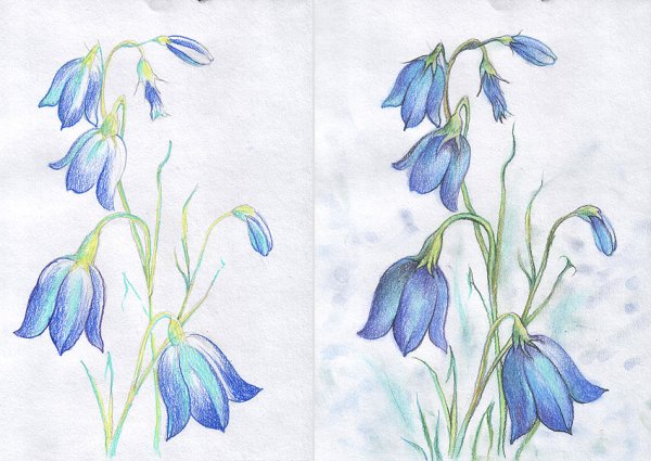 Колокольчики гуашью