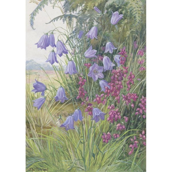 Колокольчики акварелью