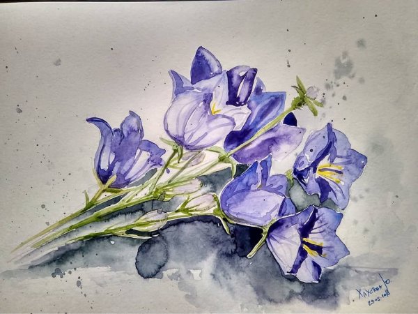 Колокольчик персиколистный стебель