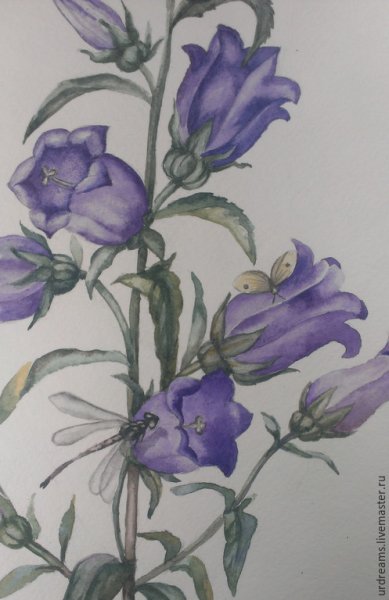 Сергей Андрияка полевые цветы