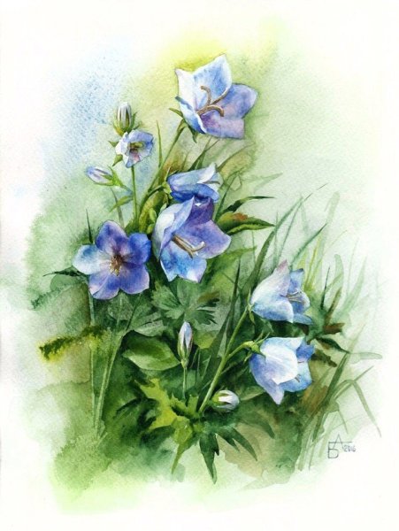 Лилии Катарины Кляйн