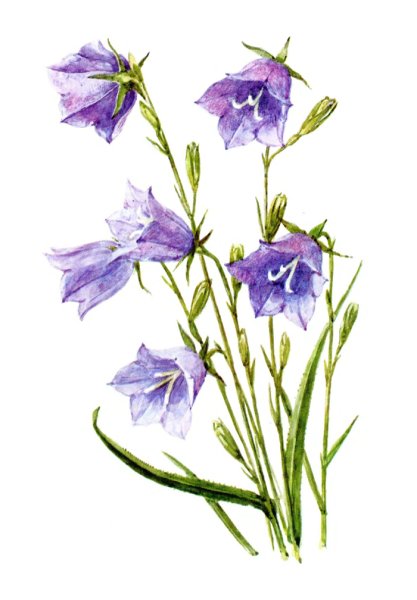 Колокольчики гуашью