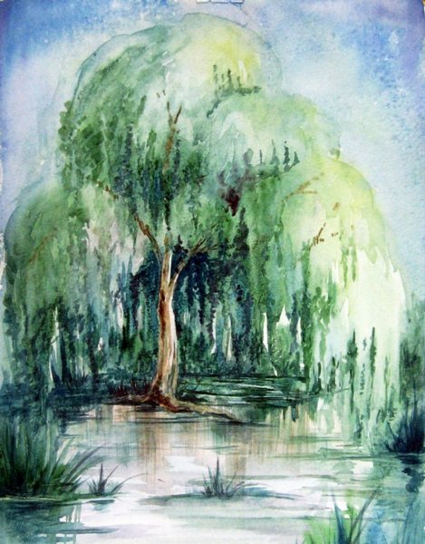 Плакучая Ива карандашом