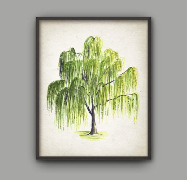 Плакучая Ива дерево рисунок