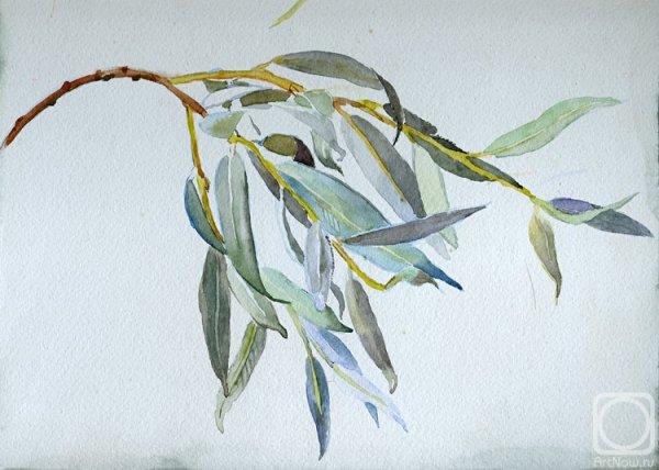 Ветка ивы Ивовая ветка