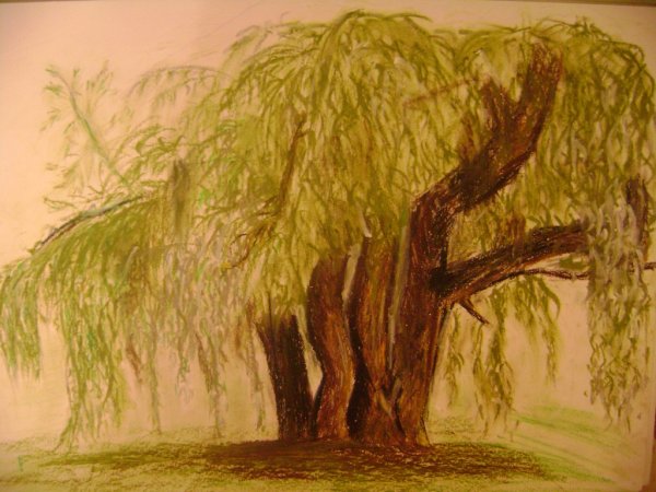 Плакучая Ива дерево рисунок