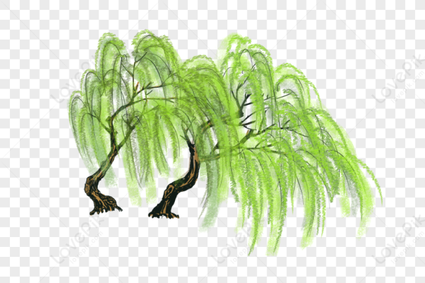 Ива на прозрачном фоне