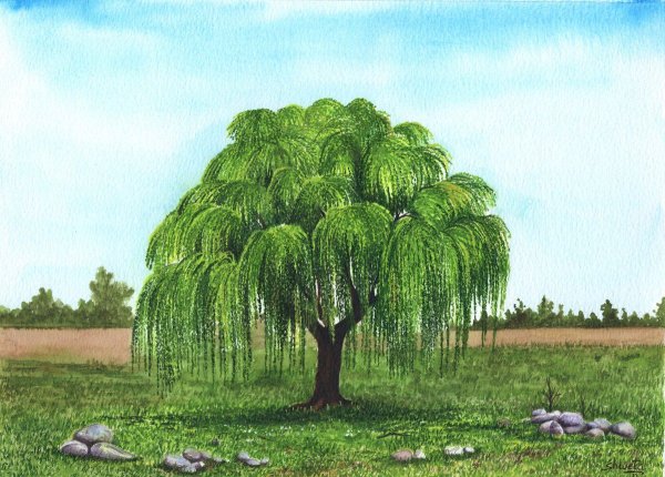 Ива картина для детей