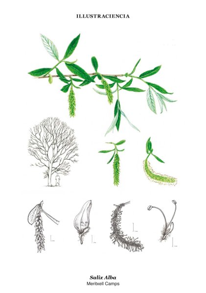 Ива белая Salix Alba плоды