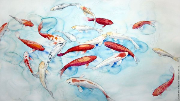 Японские карпы кои акварель