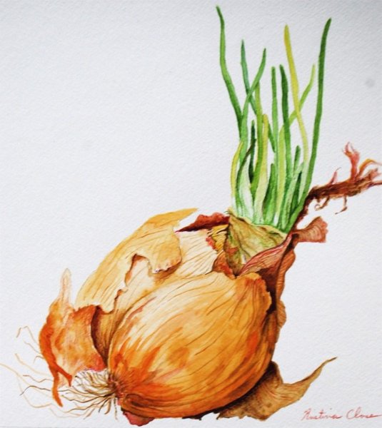 Лук репчатый акварель