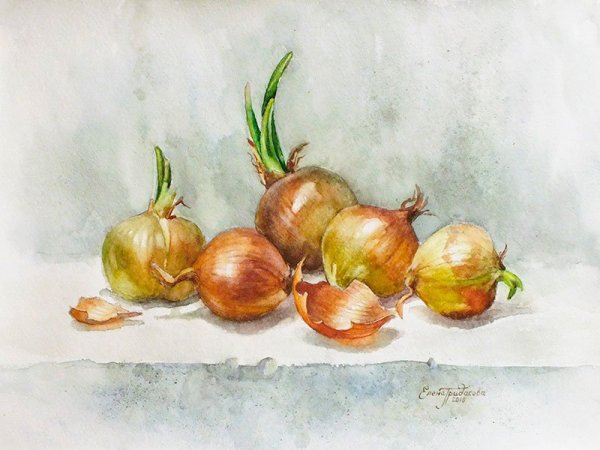 Луковица Этюд акварелью