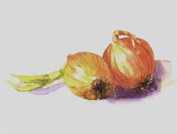 Луковица Этюд акварелью