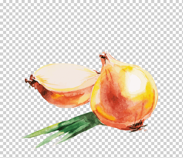 Луковица акварелью