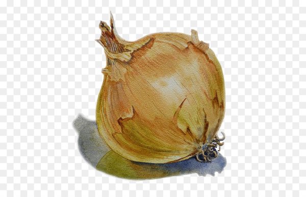 Лук акварелью