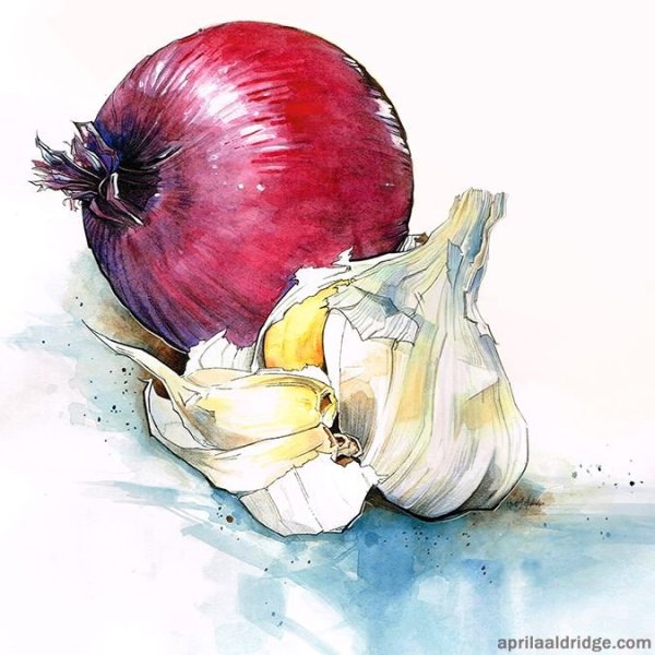 Луковица акварелью