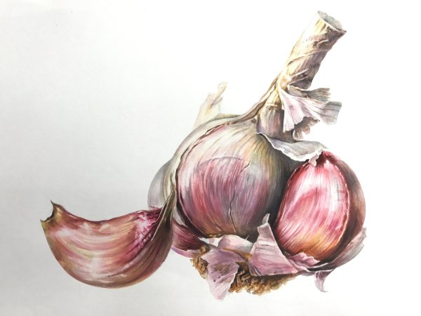 Луковица Этюд акварелью