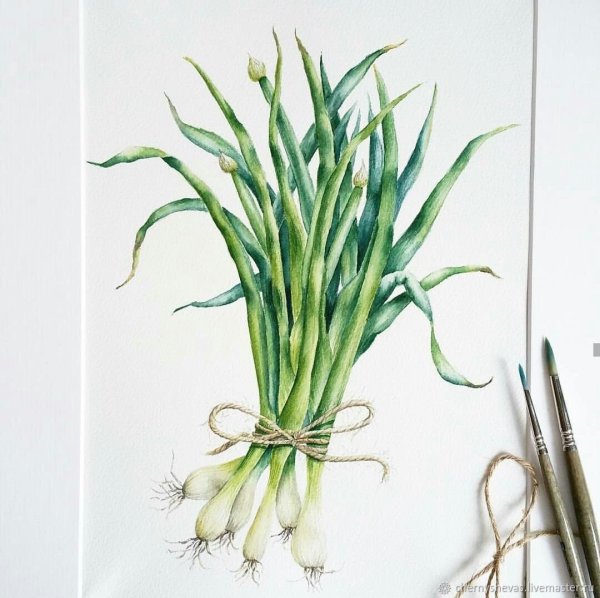 Луковица акварелью