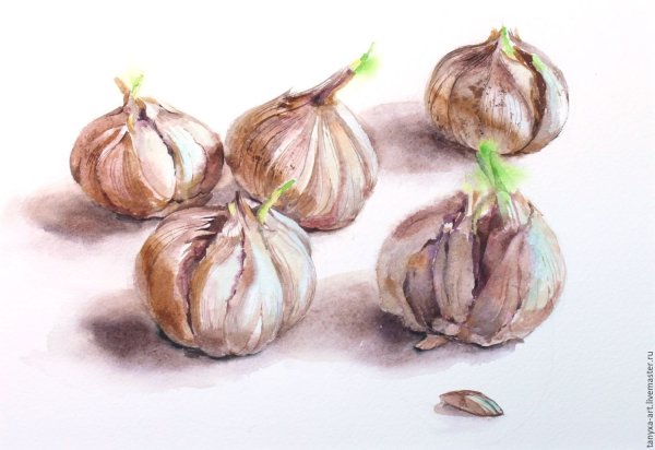 Ботаническая иллюстрация акварель лук