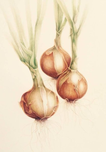 Лук репчатый в разрезе