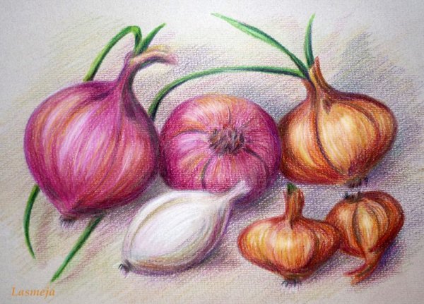 Лук акварель Андрияки
