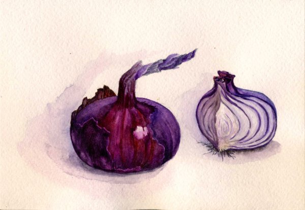 Ботаническая иллюстрация лук репчатый